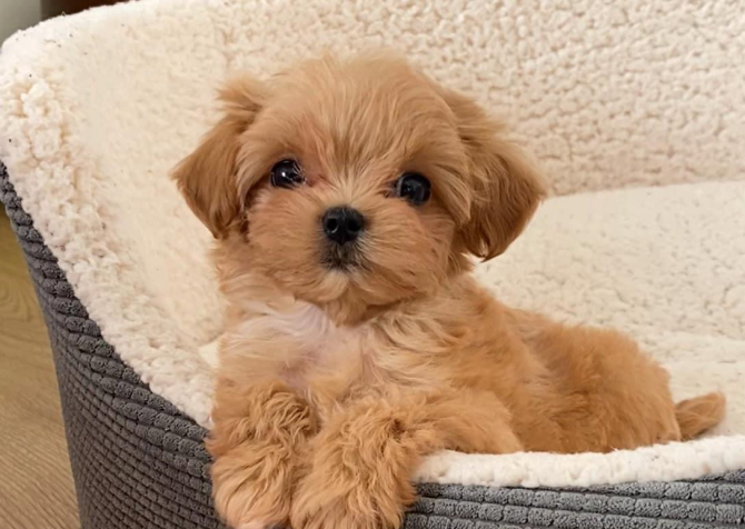 Maltipoo bebek surat yavrularımız yeni ailelerine gitmek için hazir